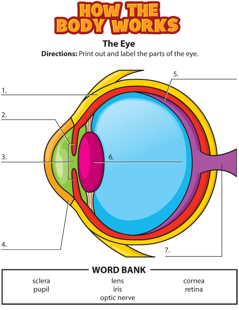 Science Of The Eyes