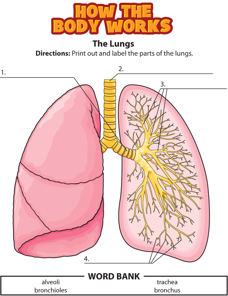 what is a lung homework help