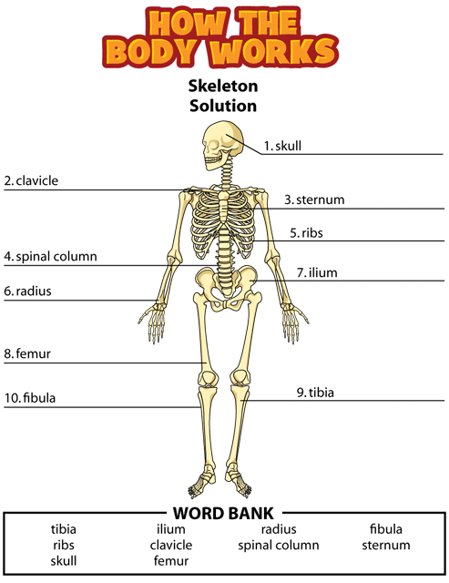 kidshealth-answers-bones-akron-children-s-hospital