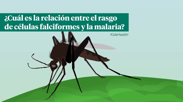 ¿Cuál es la relación entre el rasgo de células falciformes y la malaria?