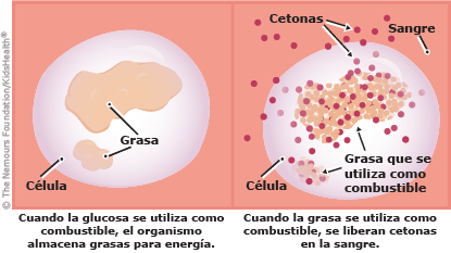 La célula descompone la grasa para convertirla en combustible